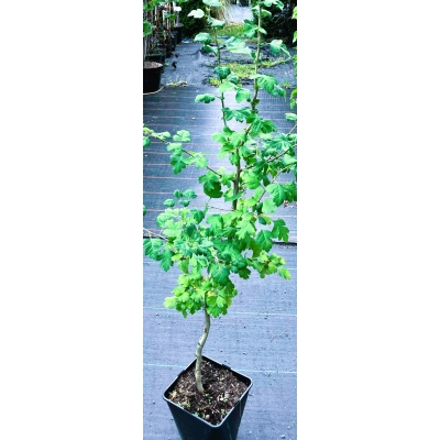 Gług Dwuszyjkowy DON C3